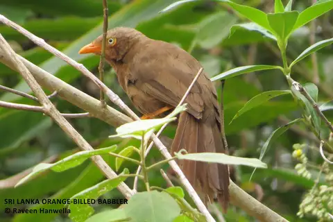 Orange-billed Babbler