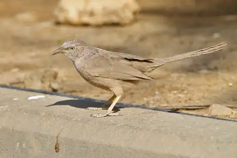 Arabian Babbler