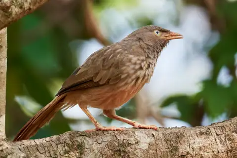 Jungle Babbler