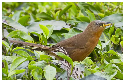 Rufous Babbler
