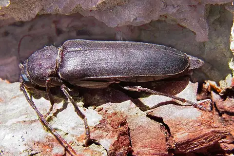 Burnt pine longhorn