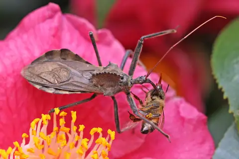 North American Wheel Bug