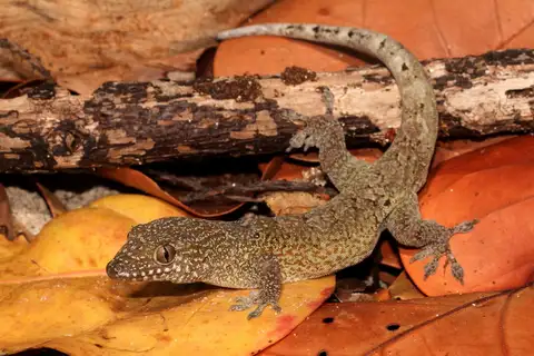 Saint George Island Gecko
