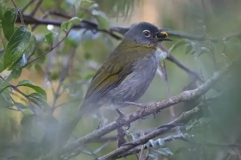 Yellow-throated Mountain Greenbul