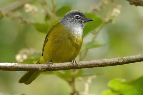 Kikuyu Mountain Greenbul