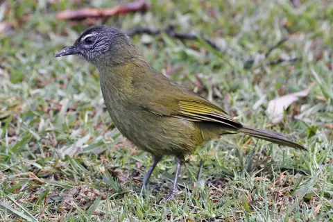 Stripe-cheeked Greenbul