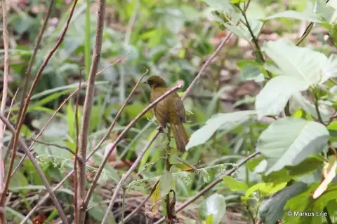 Cameroon Mountain Greenbul