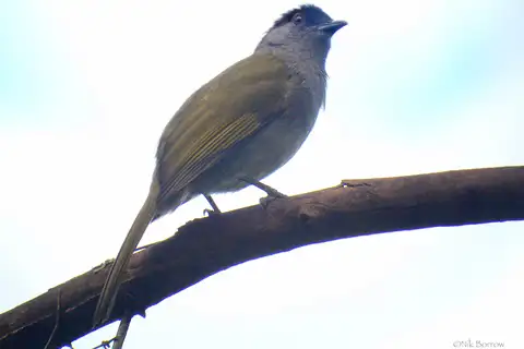 Uluguru Mountain Greenbul