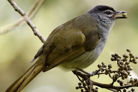 Black-headed Mountain Greenbul