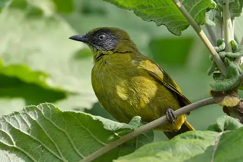 Olive-headed Greenbul