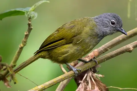 Western Mountain Greenbul