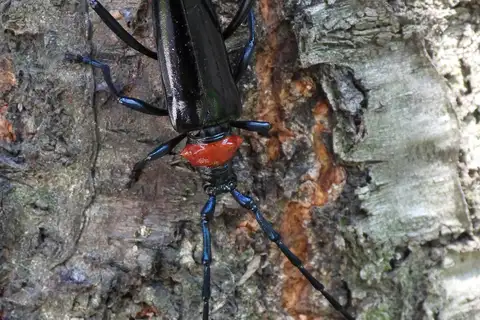 Red necked longhorn beetle