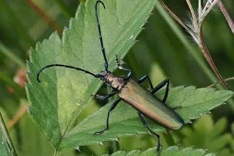 Musk beetle