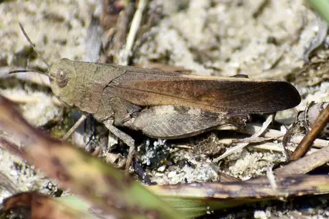 Southern Yellowwinged Grasshopper