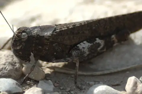 Red-winged Grasshopper