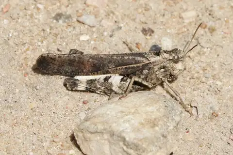 Plains Yellow-winged Grasshopper