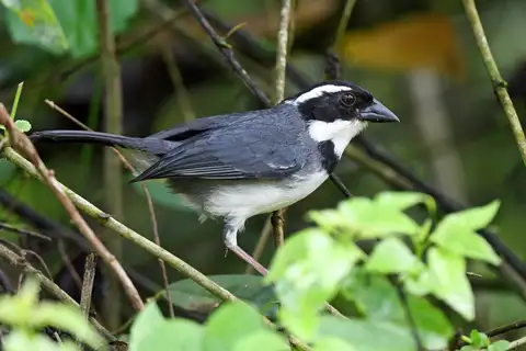 Black-capped Sparrow