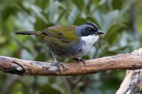 Grey-browed Brushfinch