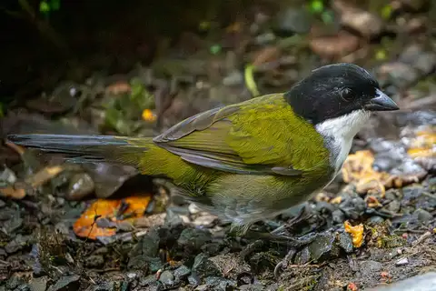Black-headed Brushfinch