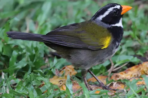 Orange-billed Sparrow