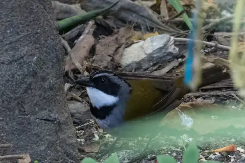 Sierra Nevada Brushfinch