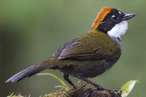Chestnut-capped Brushfinch