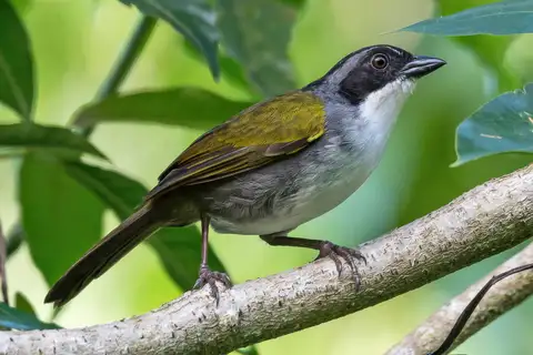 Costa Rican Brushfinch