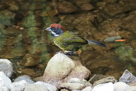 Sooty-faced Finch