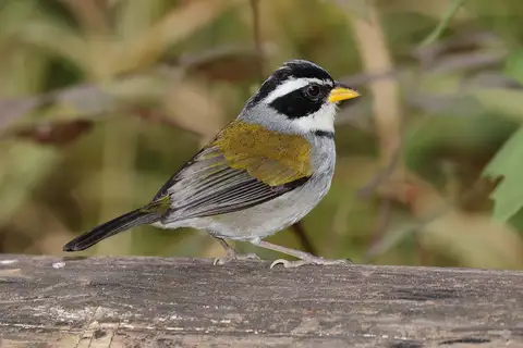 Moss-backed Sparrow