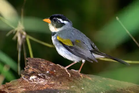 Saffron-billed Sparrow