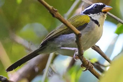 Sao Francisco Sparrow