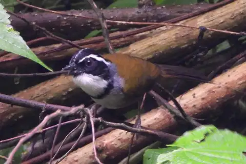 Caracas Brushfinch
