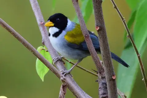 Golden-winged Sparrow