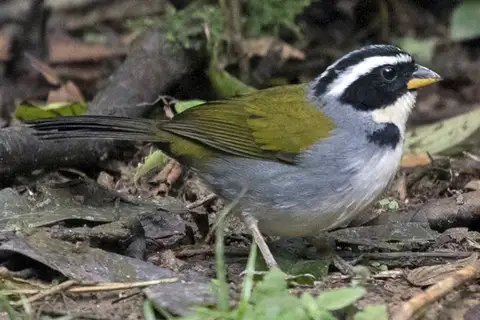 Half-collared Sparrow