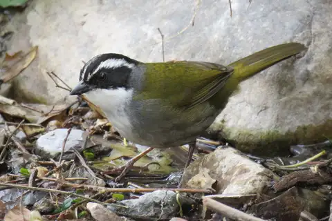 White-browed Brushfinch