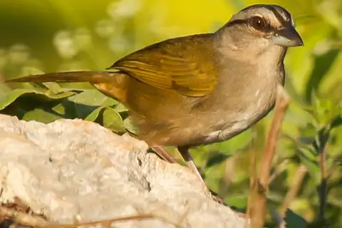 Green-backed Sparrow