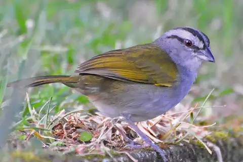 Black-striped Sparrow