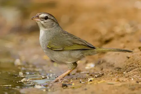 Olive Sparrow