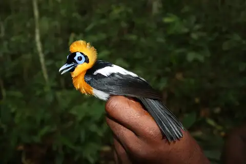 Ochre-collared Monarch