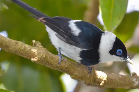 Pied Monarch
