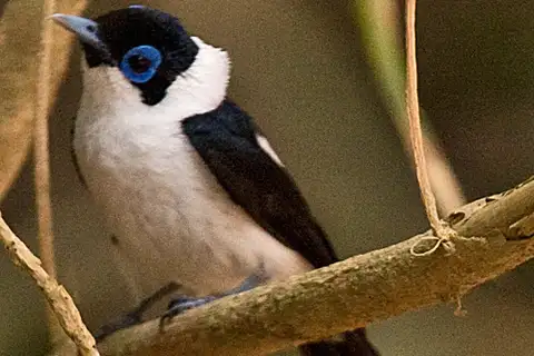 Frill-necked Monarch