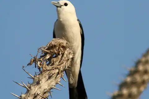 White-headed Vanga