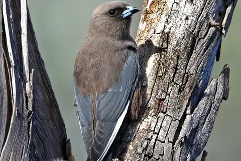Dusky Woodswallow