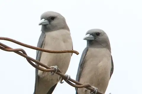 Ashy Woodswallow