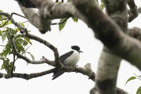 White-backed Woodswallow