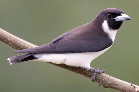 Fiji Woodswallow