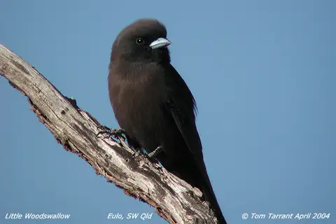 Little Woodswallow