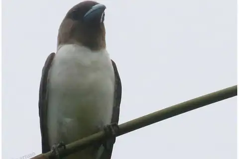 Ivory-backed Woodswallow