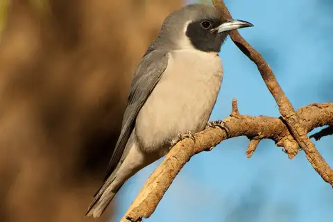 Masked Woodswallow
