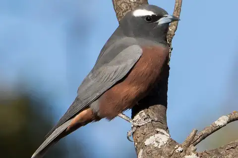 White-browed Woodswallow